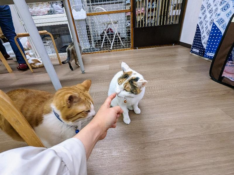 にゃんともかわいい猫ちゃん達に会いに行こう！『はちねこカフェ』