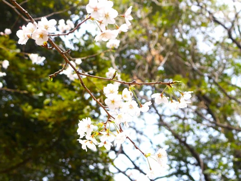 荒尾市の「四山神社」は、景色に御朱印に楽しみ方があり過ぎた。