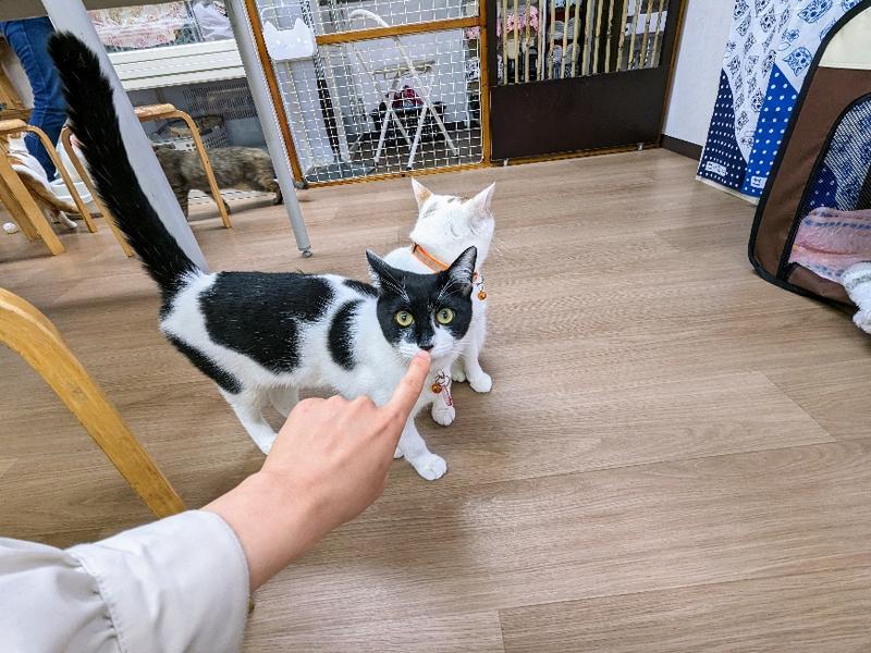 にゃんともかわいい猫ちゃん達に会いに行こう！『はちねこカフェ』