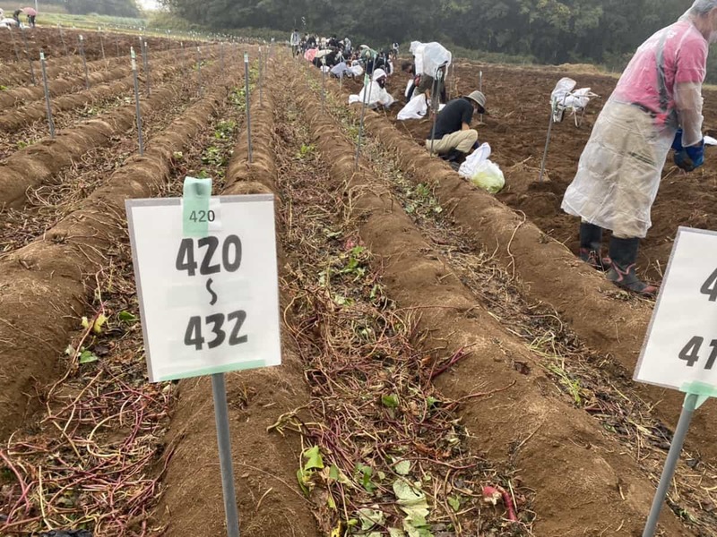 行列を避ける傾向にある熊本県人が列をなしてたので、その先に何があるのか行ってみたら芋ほりしてた