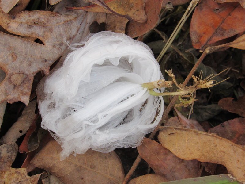 ティッシュじゃないの？ 世にも珍しい菌類がつくりだす雪の結晶「ヘアーアイス」