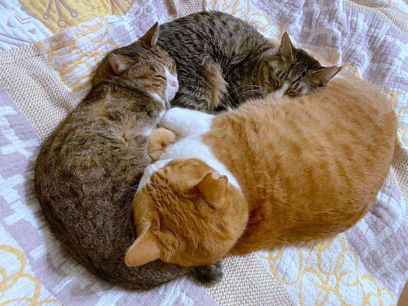 ご利益がありそう！3匹の猫による奇跡のキャットトライアングル