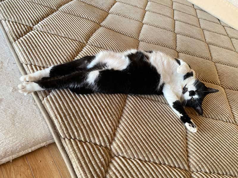 SNSに腹筋猫現る！？変な体勢で固まる猫に飼い主も思わず二度見