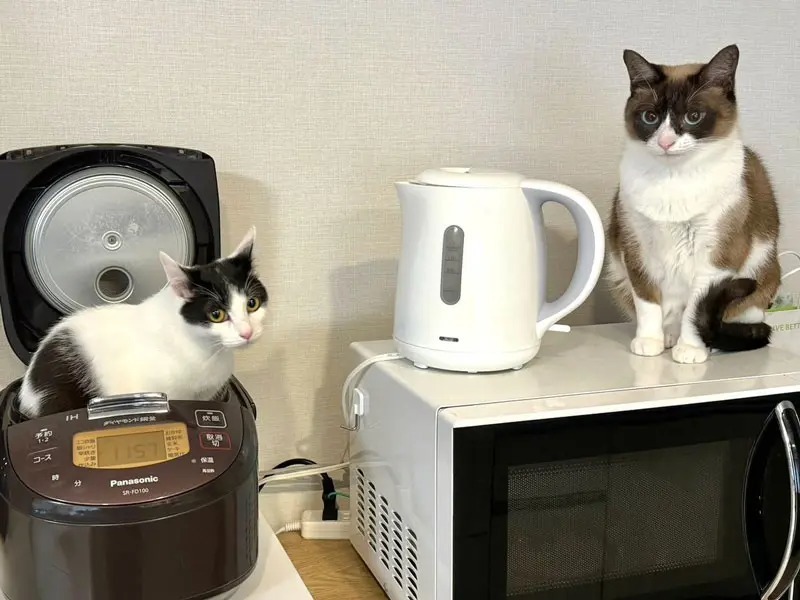 猫が炊飯器にシンデレラフィット！猫鍋ならぬ猫炊飯器に2万いいね