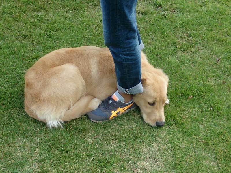 こんなワンコいてますか？人見知りならぬ犬見知りなレトリバー　仲間に出会うも飼い主の足の間でうずくまる