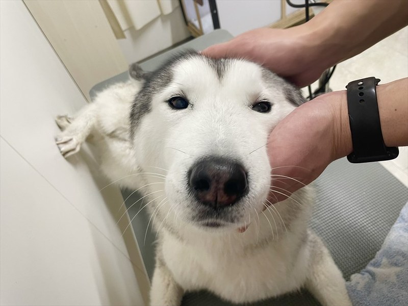 まろやかフェイスのハスキー犬が話題に。キリッとはしていないけど、優しいその表情が魅力的！！