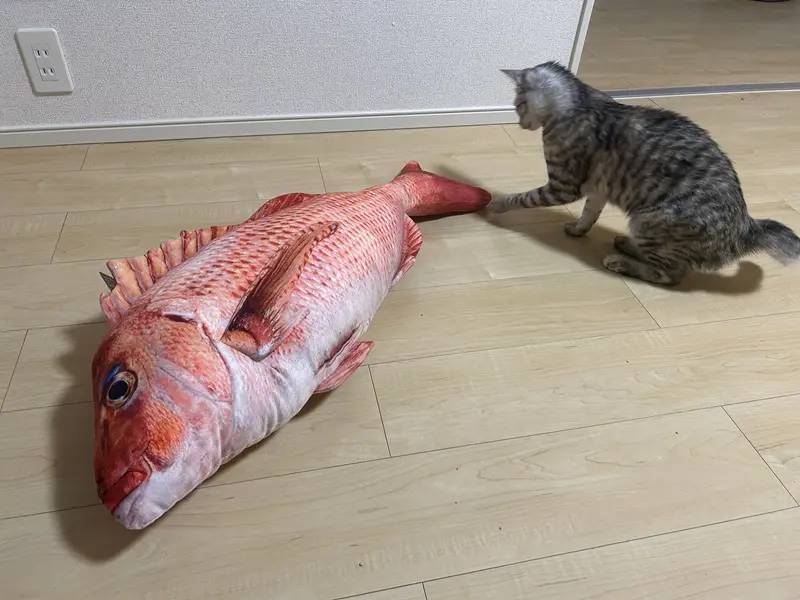 どうしよう……　大きな鯛のぬいぐるみにかたまる猫