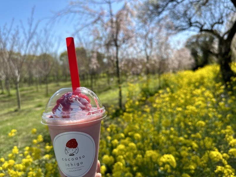 【阿蘇郡高森町】早よ行かんと散ってしまうばい！１.５kmの桜ロードが幻想的な「サクラミチ」に行ってきた！