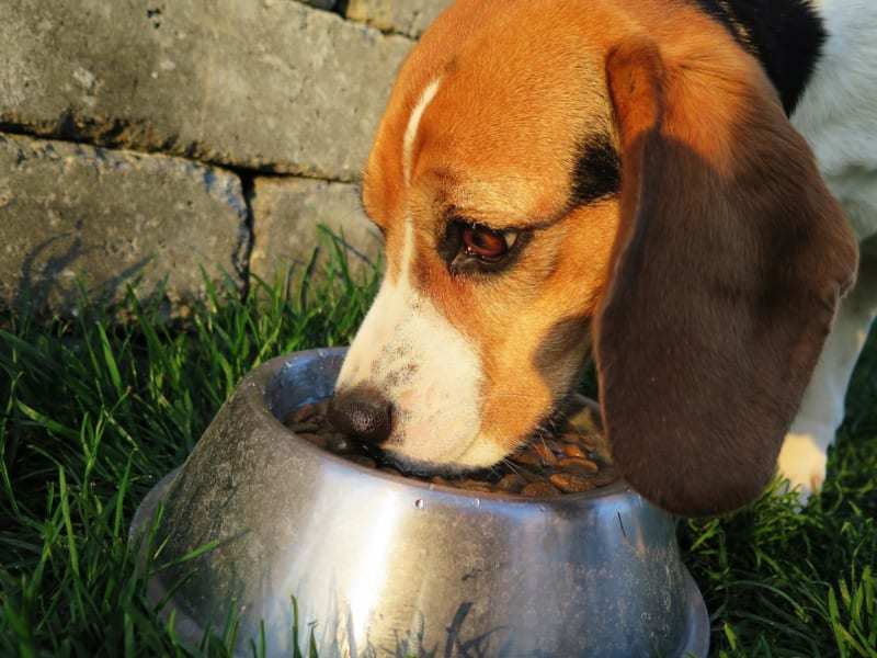犬は1日何食が最適？　1万匹の統計から示された意外な結果