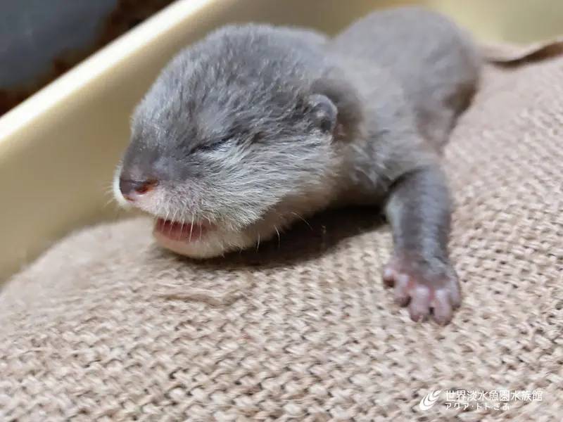 コツメカワウソの赤ちゃんの成長写真が公開　「アクア・トト ぎふ」では7年ぶりの繁殖