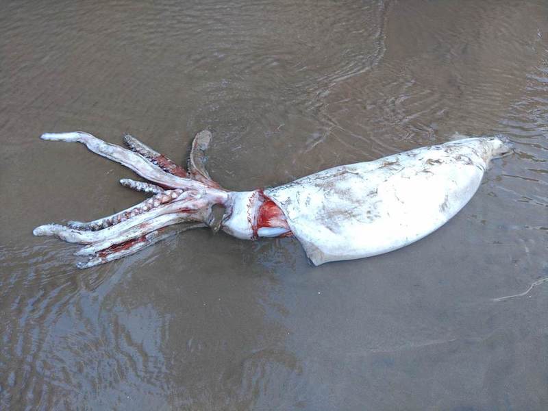 「ダイオウイカ」相次ぐ目撃の謎。対馬暖流に乗り、日本海に流入か
