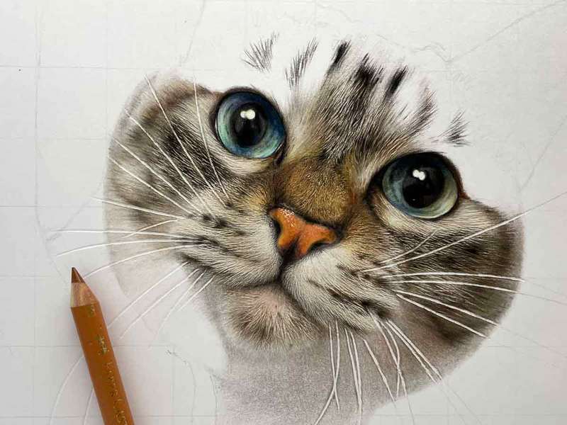 絵？えええ！色鉛筆で描かれた猫の精密さに驚愕　カメラの被写界深度や毛並みも丁寧に再現