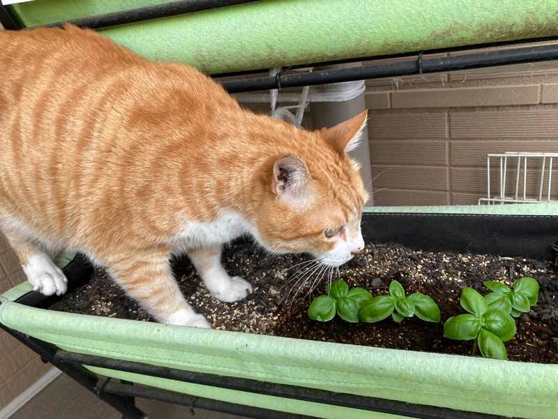 植えてないのを見計らい……猫さんプランターで日向ぼっこ