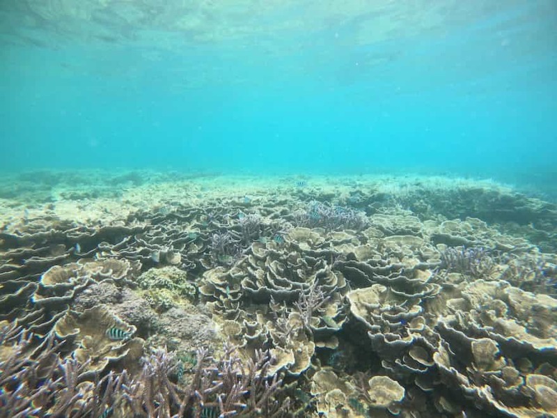 【鹿児島県・奄美大島】ダイバー必見！2022年秋、全国各地のガイドたちが薦める海はここだ！ 連載No.13