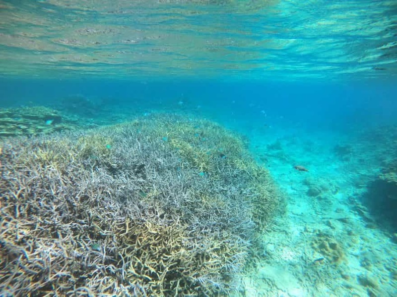 【鹿児島県・奄美大島】ダイバー必見！2022年秋、全国各地のガイドたちが薦める海はここだ！ 連載No.13