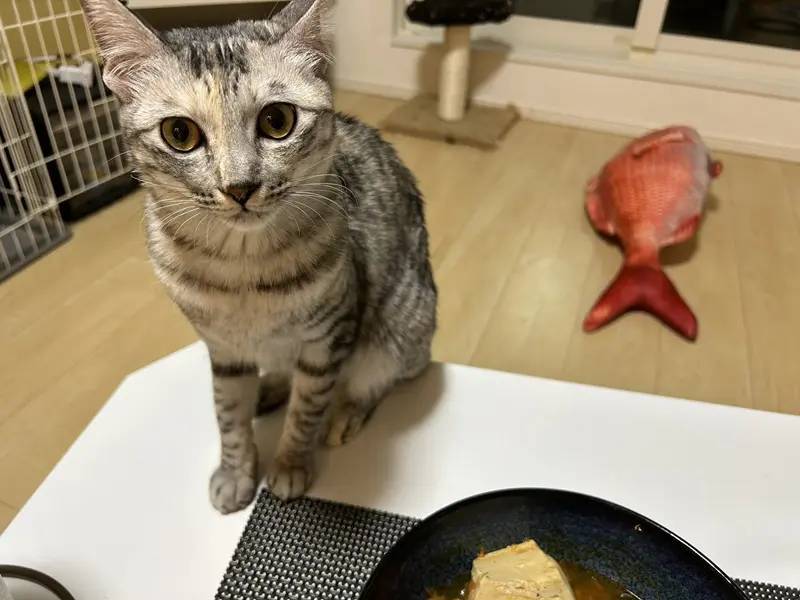 どうしよう……　大きな鯛のぬいぐるみにかたまる猫