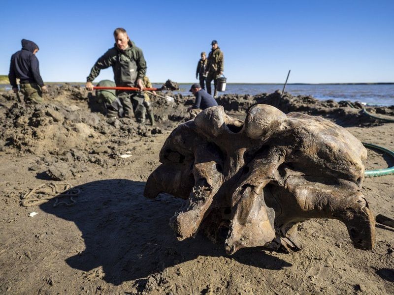 シベリアの湖で約1万年前に死んだ「巨大マンモスの頭蓋骨・肋骨・脚骨」を発見