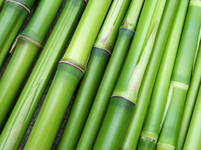「木に竹を接ぐ」とはどんな意味?その成り立ちや類義語は?