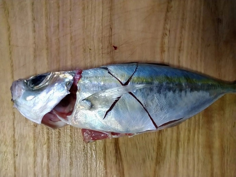 【連載】釣って食べるシリーズ第十弾！絶品ギガメアジを堪能する！前編