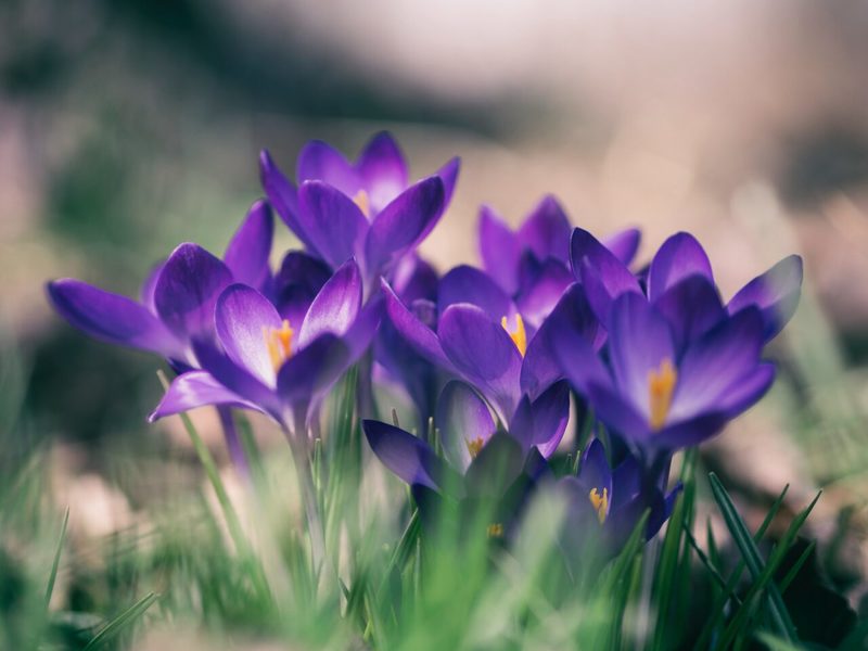 【クロッカスの花言葉】ロマンチックな花言葉はギリシャ神話が由来?