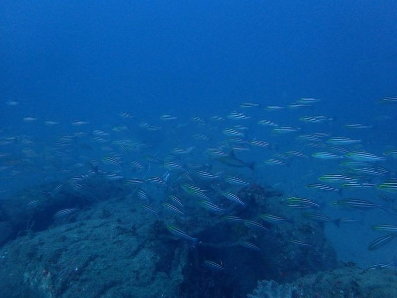 【千葉県・沖ノ島】ダイバー必見！2022年夏、全国各地のガイドたちが薦める海はここだ！ 連載No.1