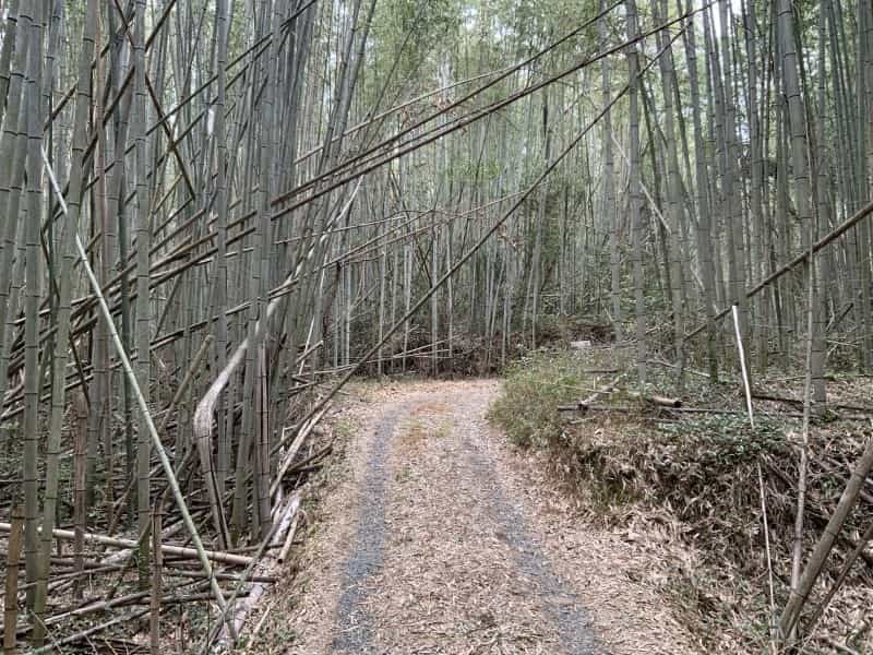 何だここ！玉名の山中で遺跡みたいな場所にたどり着いた先に巨大な仏像「大釈迦坐像」がいた