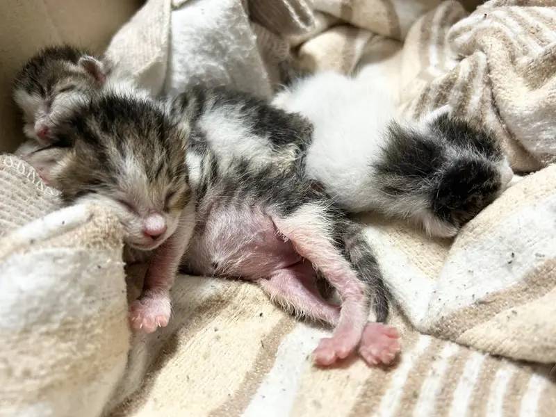 飼い主の愛が育んだ幸せな猫きょうだい　絆で結ばれた家族写真が話題