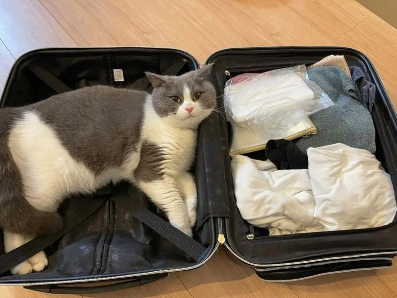 そこにあったら入っちゃうよね スーツケースを占拠する猫さんズ