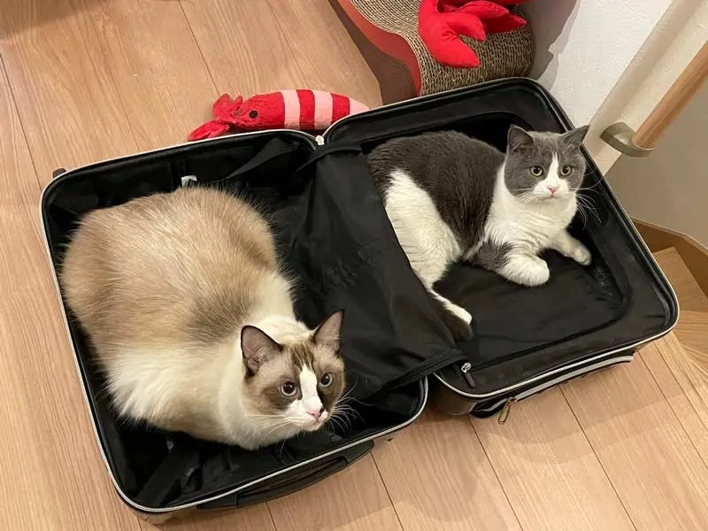 そこにあったら入っちゃうよね スーツケースを占拠する猫さんズ
