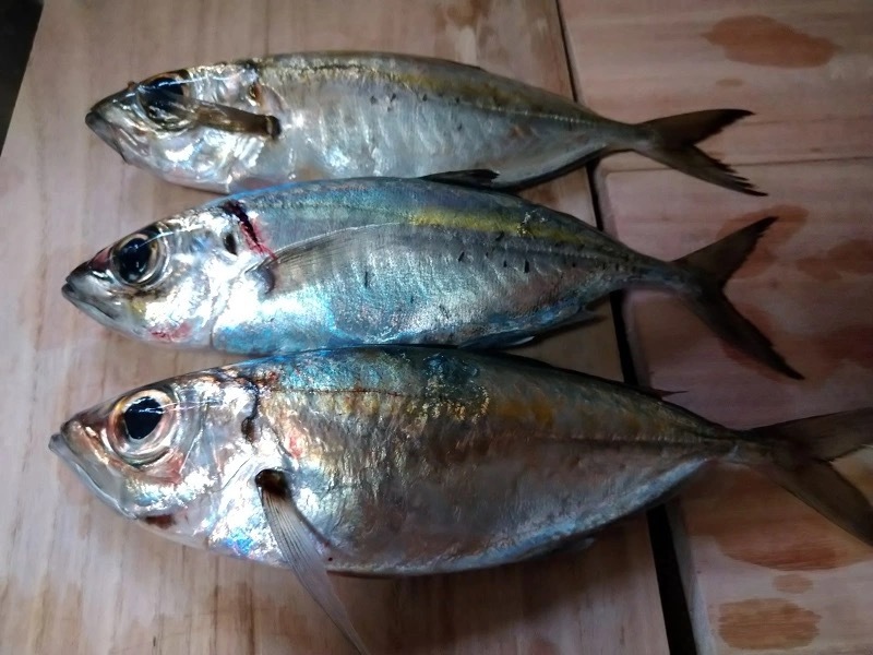 【連載】釣って食べるシリーズ第十弾！絶品ギガメアジを堪能する！前編