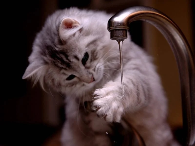 ネコが祖先から受け継いだ「水を嫌うワケ」とは