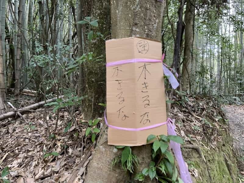 何だここ！玉名の山中で遺跡みたいな場所にたどり着いた先に巨大な仏像「大釈迦坐像」がいた