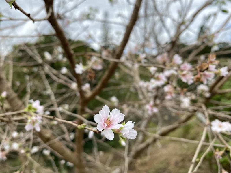 秋にあじさい蓮華パークに行ったら10月桜が満開だった！