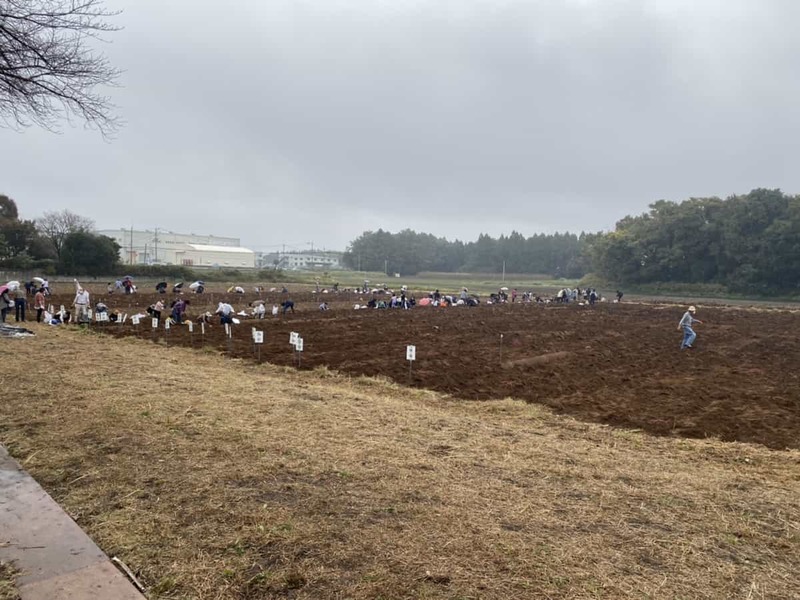 行列を避ける傾向にある熊本県人が列をなしてたので、その先に何があるのか行ってみたら芋ほりしてた