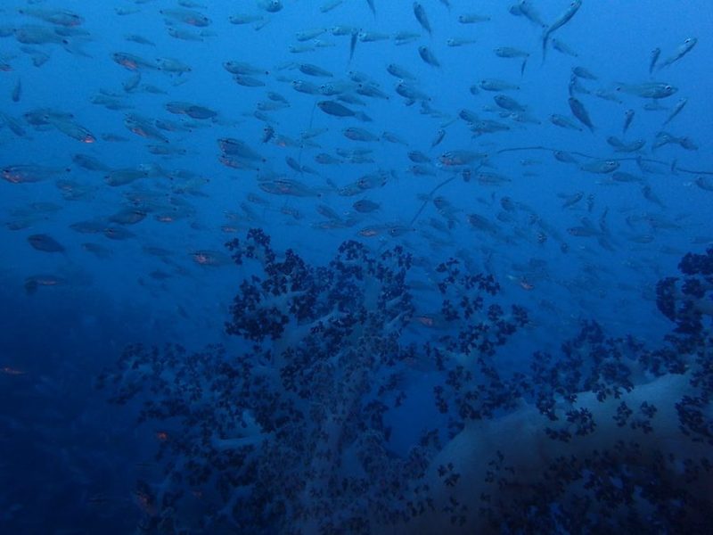 【千葉県・沖ノ島】ダイバー必見！2022年夏、全国各地のガイドたちが薦める海はここだ！ 連載No.1