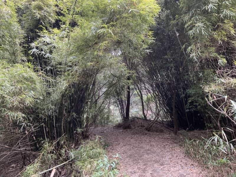 何だここ！玉名の山中で遺跡みたいな場所にたどり着いた先に巨大な仏像「大釈迦坐像」がいた