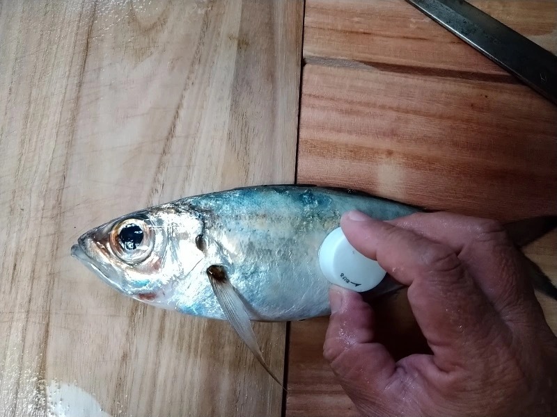 【連載】釣って食べるシリーズ第十弾！絶品ギガメアジを堪能する！前編