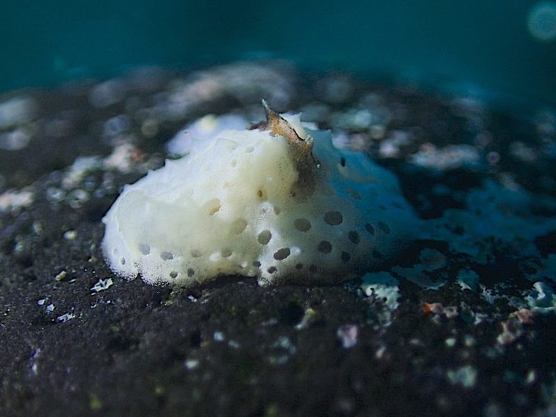海牛杯開催中！オーシャナ編集部が挑戦してみたらこんなにたくさんのウミウシが…！