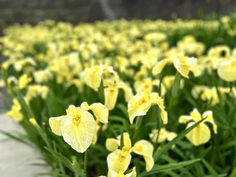 【熊本・玉名市】花しょうぶまつりと高瀬裏川界隈を散策して初夏を満喫してきたよ。