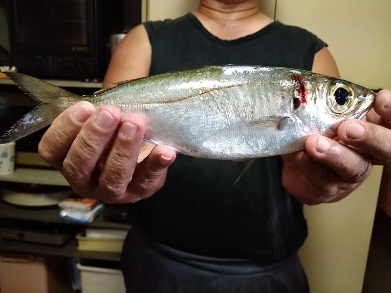 【連載】釣って食べるシリーズ第十弾！絶品ギガメアジを堪能する！前編