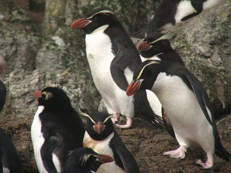 すべてのペンギンの祖先は、「失われた第8大陸ジーランディアの住人」だった