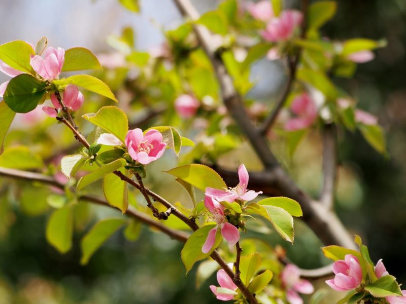 【読めたらスゴイ！】「榠樝」とは一体何のこと！？のど飴などにもされる植物の事ですが・・この漢字を読めますか？