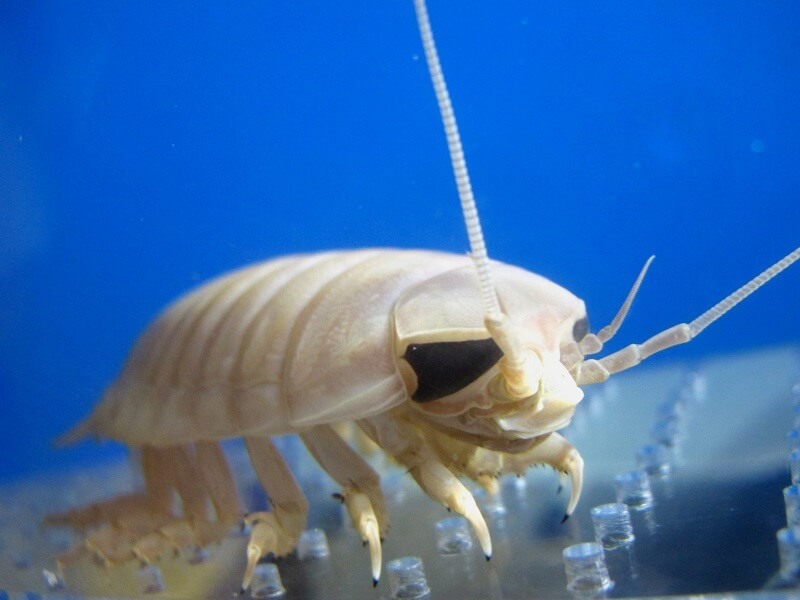 えっ！そんなのも食べちゃうの？「美味しくてすごい生き物展」の内容が強烈