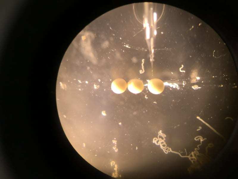 昆虫がどうやってハネを手に入れたのか、ついに解明!「甲殻類の足」が起源