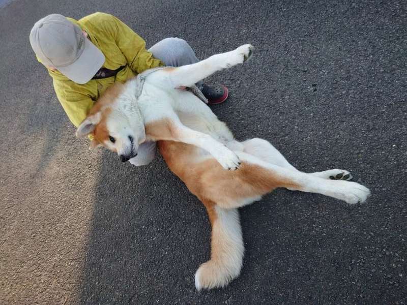 「やだ～！」散歩から帰りたくなくて駄々をこねる大型犬