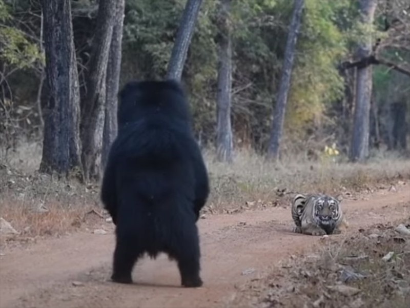 クマとトラが対峙した緊迫の瞬間。クマが立ち上がり威嚇しますが・・・、なんだかトラのリアクションが思っていたより薄いような？