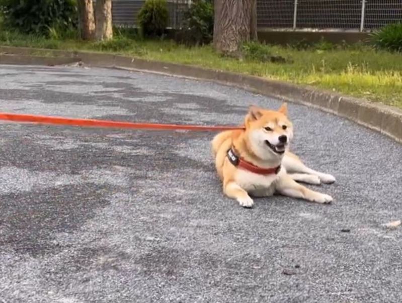 絶対に動かない！という強い意志を示す柴犬に反響「まだ遊びたそう」「跳ね起きでちょっと煽ってるのかわいい」