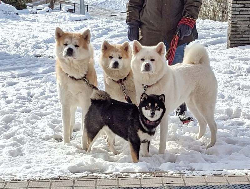 「自動ドア開いたら・・」秋田犬や黒柴たちが待ってくれている光景がかわいすぎると話題に！