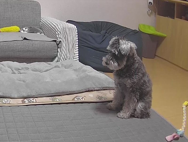 飼い主さんが急いで帰る事を決めたミニチュア・シュナウザーの姿が話題に「かわええ~寂しかったんやね」「お腹をたくさんさすってあげて」