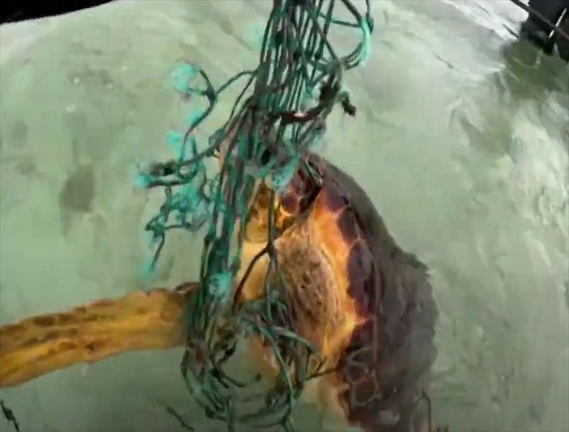 大変！カメが漁網に絡まってる！！さっそく発見者さんたちはこのカメの救助活動に取り掛かります【海外・動画】